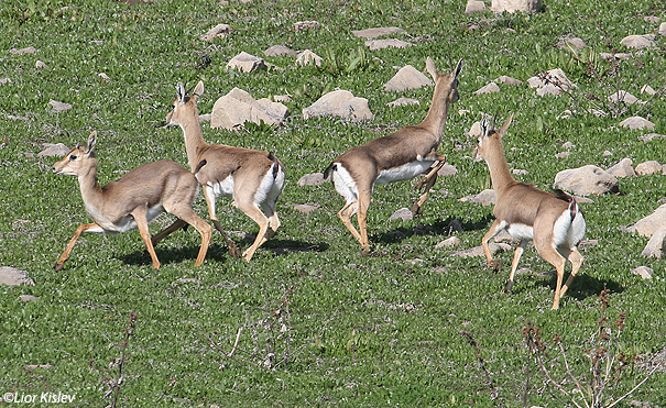 צבי ארץ ישראלי Mountain Gazelle Gazella  gazella                            מאגר חיטל רמת הגולן פברואר 2007